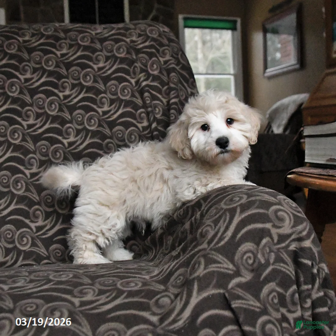 Maltipoo dogs for sale: Galen - Ad 2