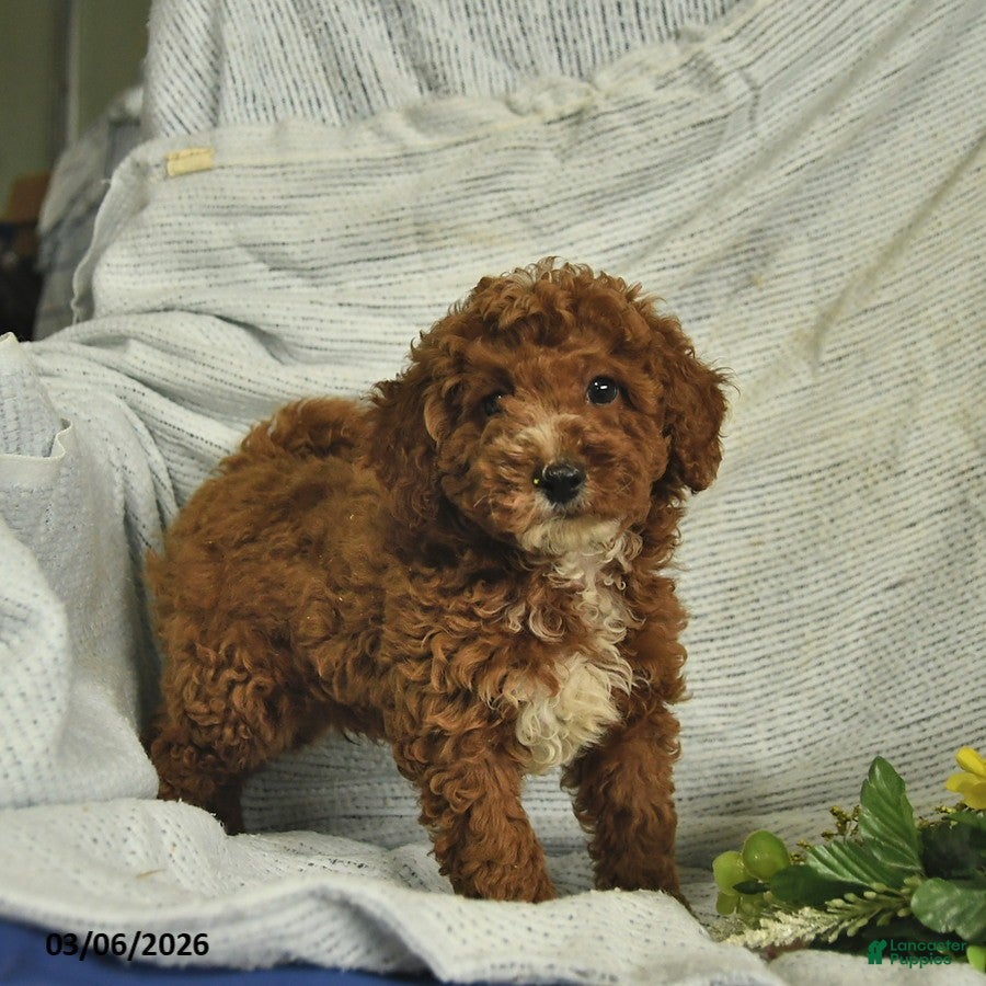 Miniature Poodle dogs Cooper  - Ad 2