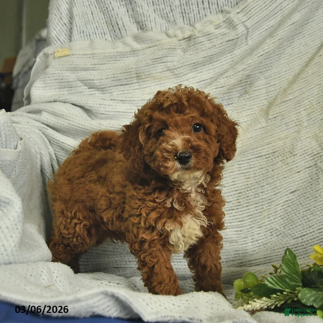 Miniature Poodle dogs for sale: Cooper  - Ad 2