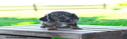 Miniature Dachshund dogs for sale: Shelby - Ad 3