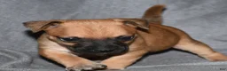 Rat Terrier dogs for sale: Wonton - Ad 11