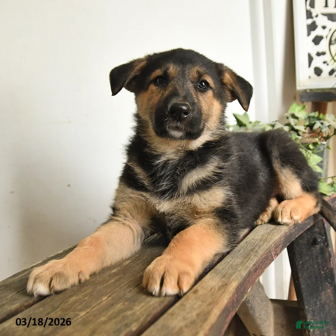 Mixed Breed dogs for sale: Wolf  - Ad 3