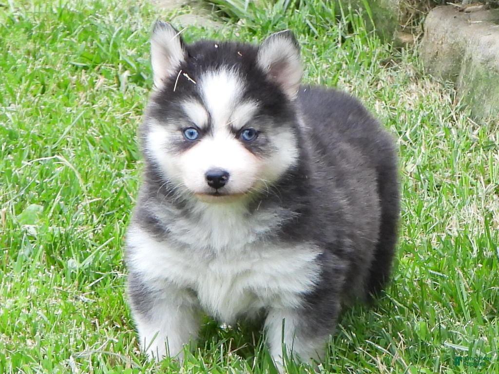 Pomsky dogs Dokato - Ad 4