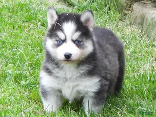 Pomsky dogs Dokato - Ad 4