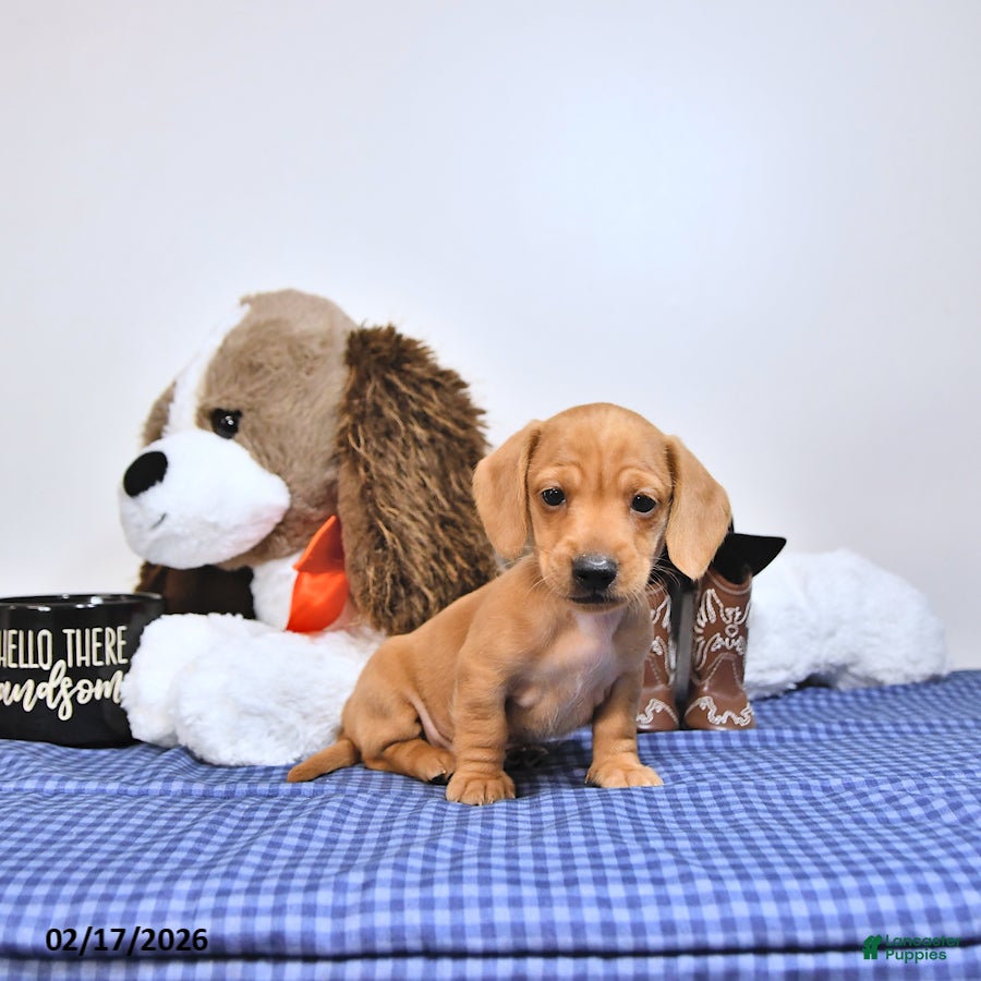 Miniature Dachshund dogs Oscar - Ad 2