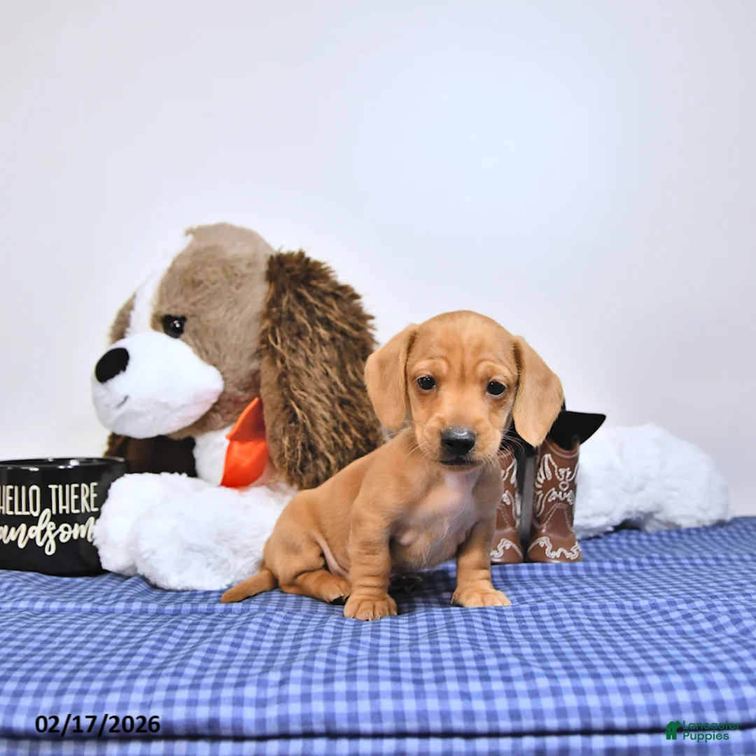 Miniature Dachshund dogs for sale: Oscar - Ad 2
