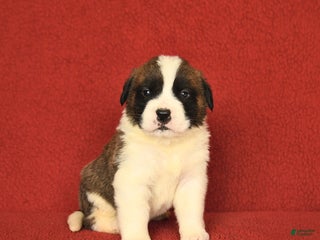 Saint Bernard dogs - Ad 15