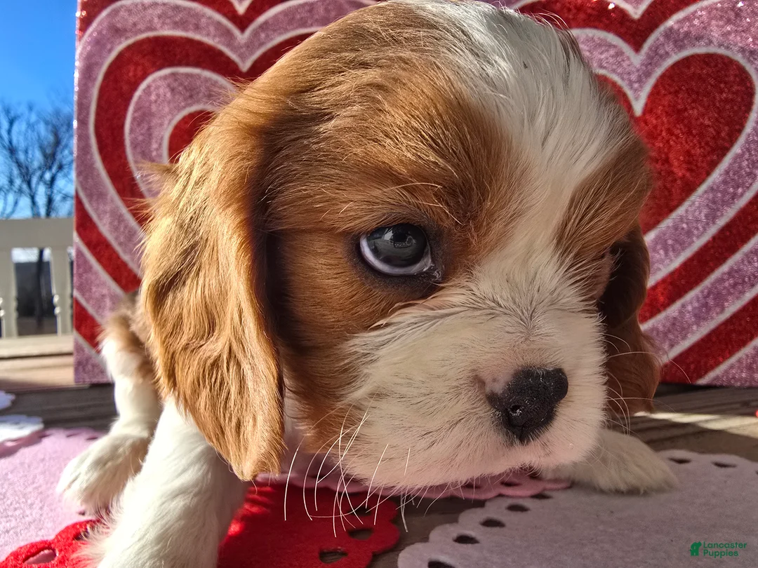 Cavalier King Charles Spaniel dogs for sale: Darla - Ad 15