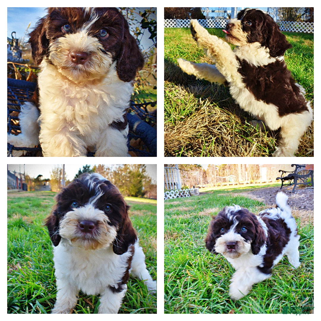 Havapoo dogs for sale: Priscilla - Ad 1