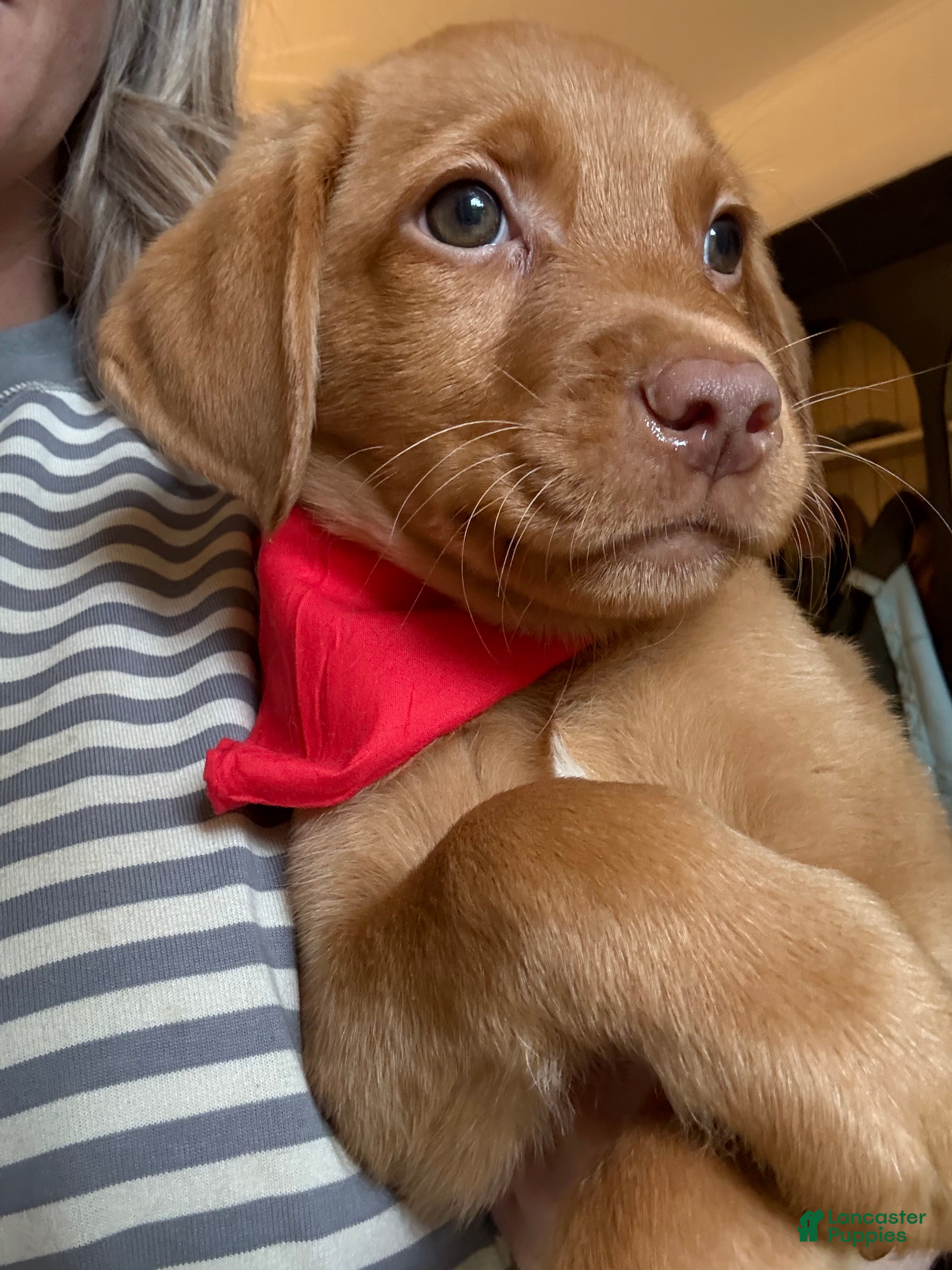 Labrador Retriever dogs Red Collar Fox Red Lab Puppy - Ad 1