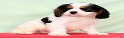 Cavalier King Charles Spaniel dogs for sale: Jasper - Ad 5