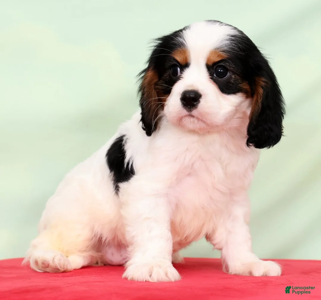 Cavalier King Charles Spaniel dogs for sale: Jasper - Ad 5