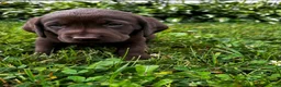 Labrador Retriever dogs for sale: Chicory - Ad 3