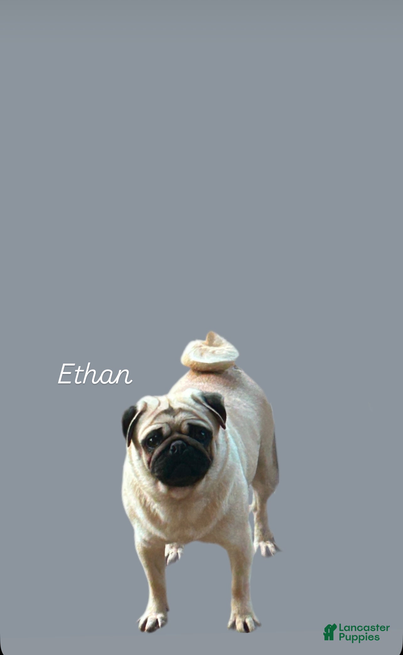 Ethan