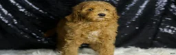 Mini Goldendoodle dogs for sale: Chappy - Ad 6