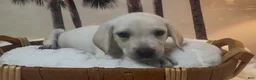 Labrador Retriever dogs for sale: Labrador Retriever 2 - Ad 3