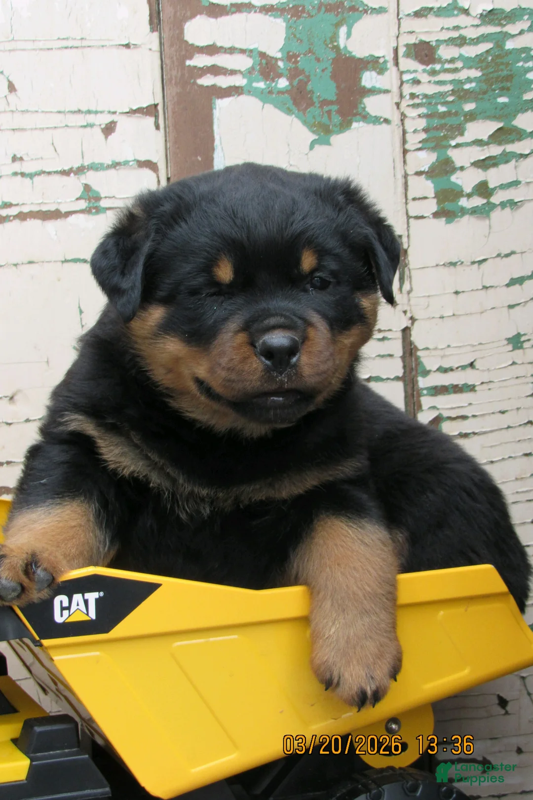 Rottweiler dogs for sale: Rottweiler Puppy 1 Bang - Ad 2