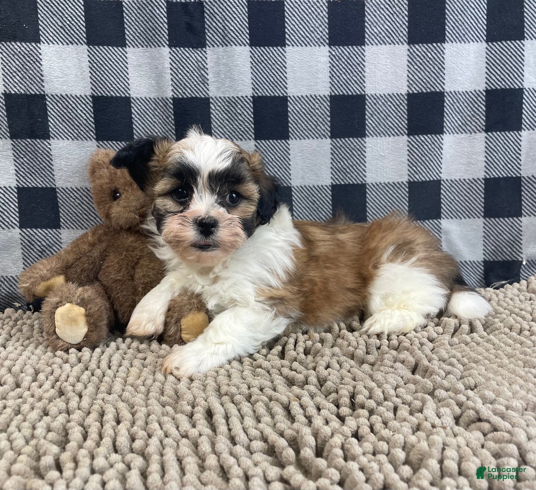 Teddy Bear dogs for sale: Jacob - Ad 5
