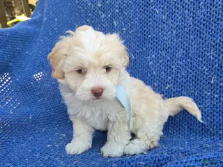 Malshi dogs Olliver - Ad 8