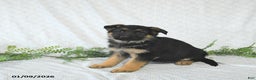 German Shepherd dogs for sale: Willow - Ad 5