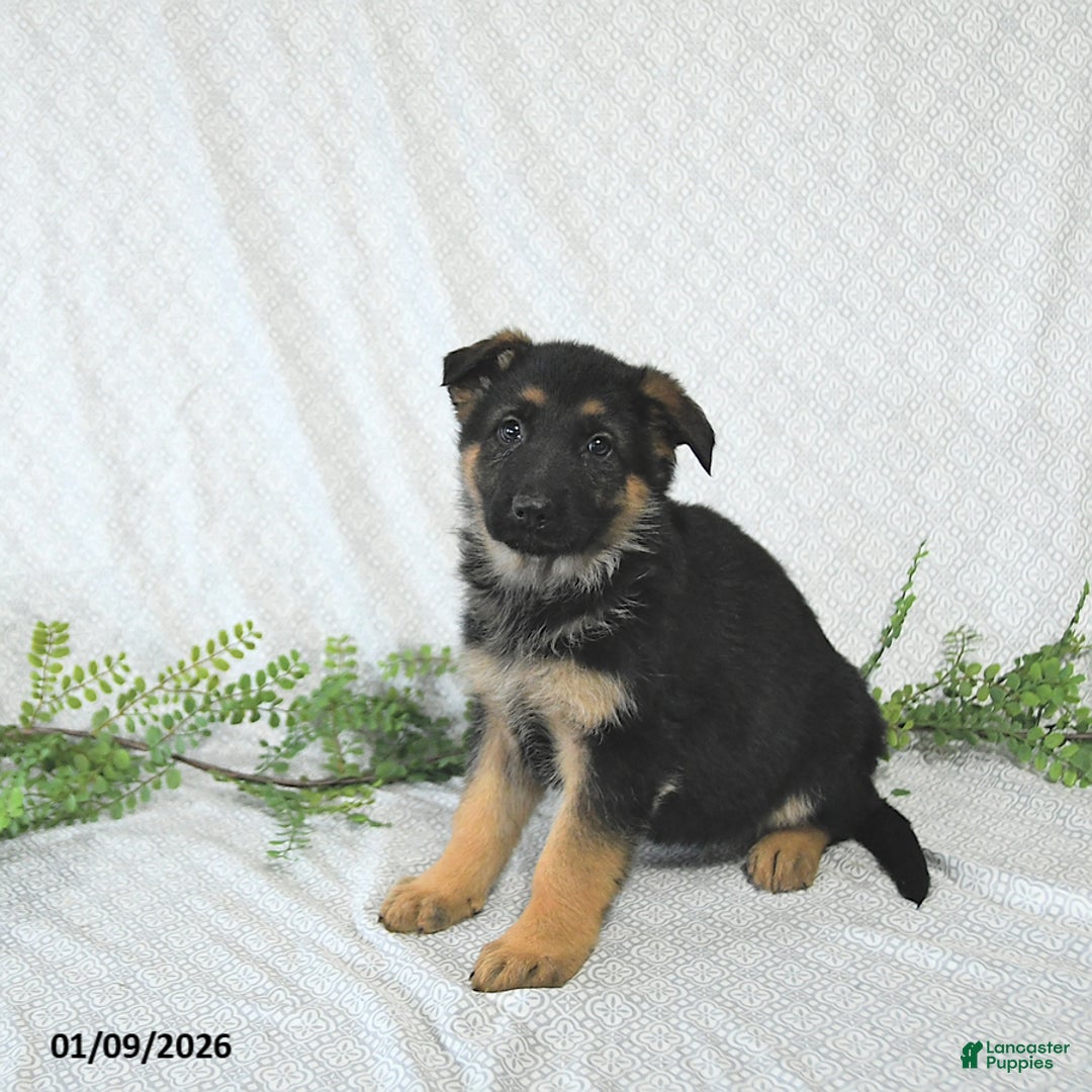 German Shepherd dogs for sale: Willow - Ad 5