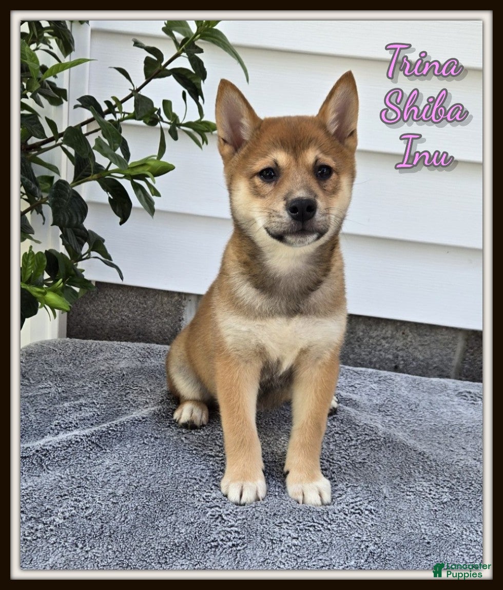 Shiba Inu dogs Trina - Ad 1