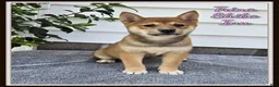 Shiba Inu dogs for sale: Trina - Ad 1