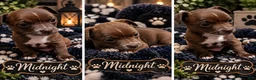 Chihuahua dogs for sale: Midnight-Chocolate  - Ad 14