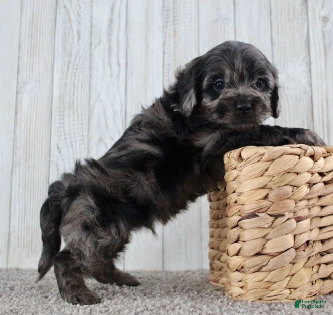 Cockapoo dogs for sale: Cain - Ad 11