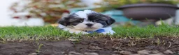 Shih Tzu dogs for sale: Kobe - Ad 3