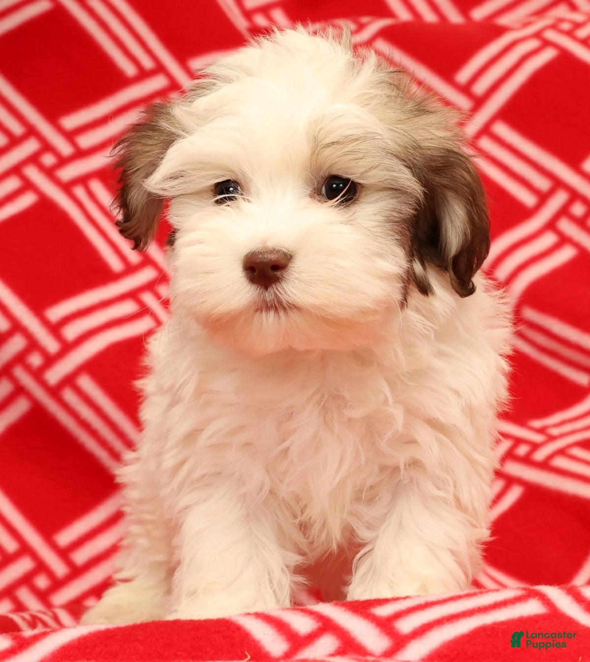 Havanese dogs Benji - Ad 2
