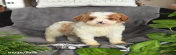 Cavapoo dogs for sale: Merle - Ad 1