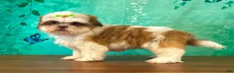 Shih Tzu dogs for sale: Bee - Ad 3