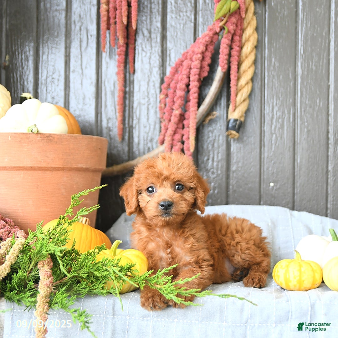 Cobberdog Puppy Australian Cobberdog Price Cut Medium Labradoodle