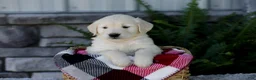 Golden Retriever dogs for sale: Bruno - Ad 2