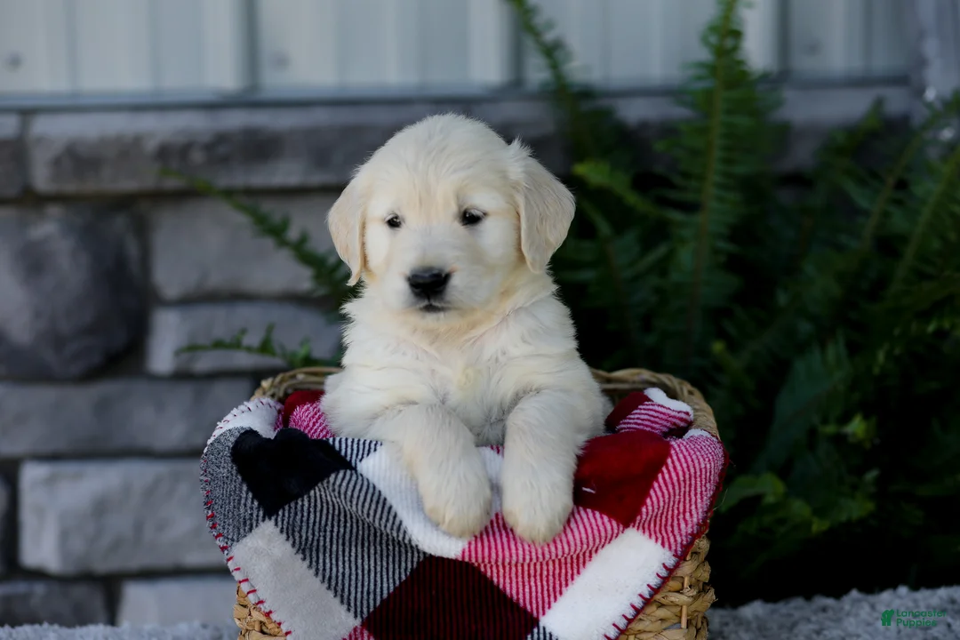 Golden Retriever dogs for sale: Bruno - Ad 2