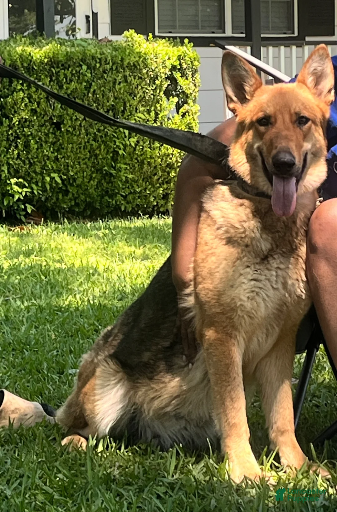 German Shepherd dogs for sale: German Shepherd Puppy 1 - Ad 2