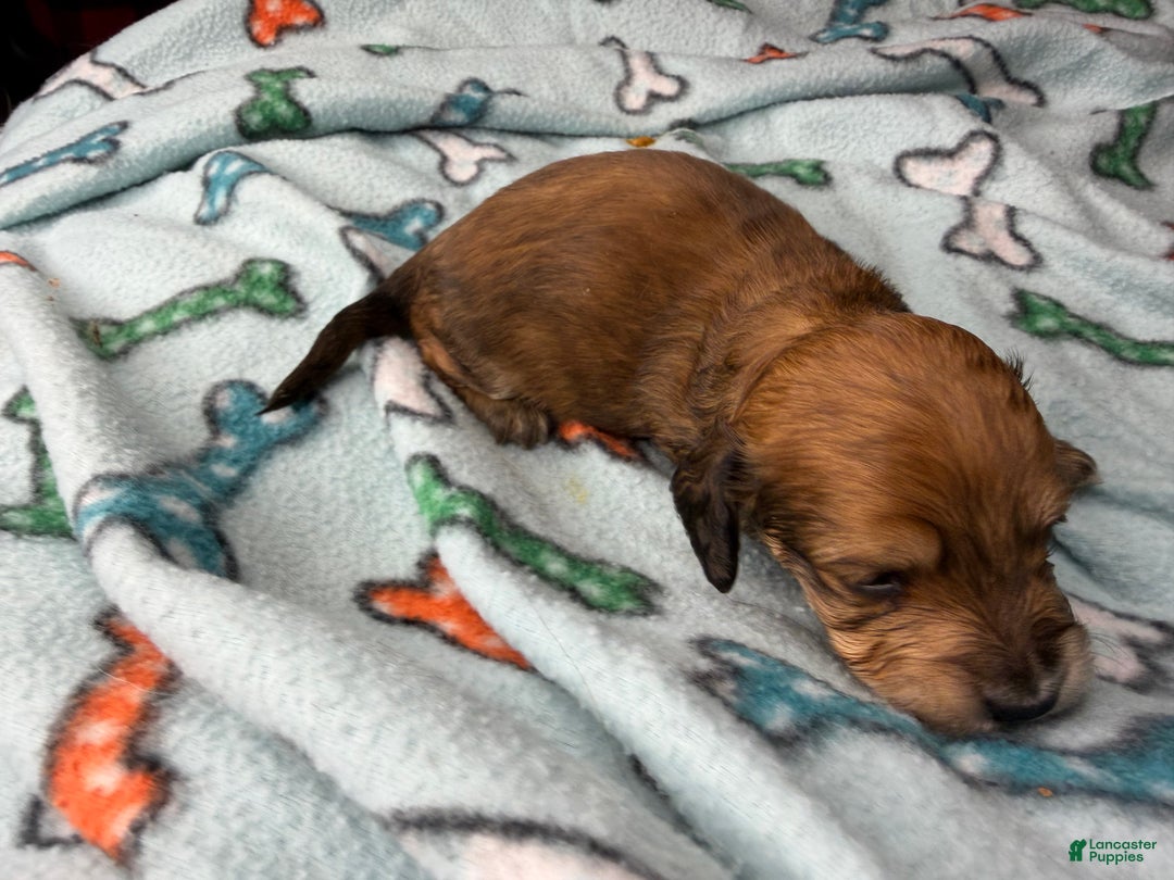 Miniature Dachshund dogs for sale: Cream/red  - Ad 6