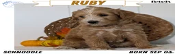 Schnoodle dogs for sale: Roscoe - Ad 1