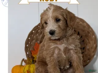 Schnoodle dogs Roscoe - Ad 1