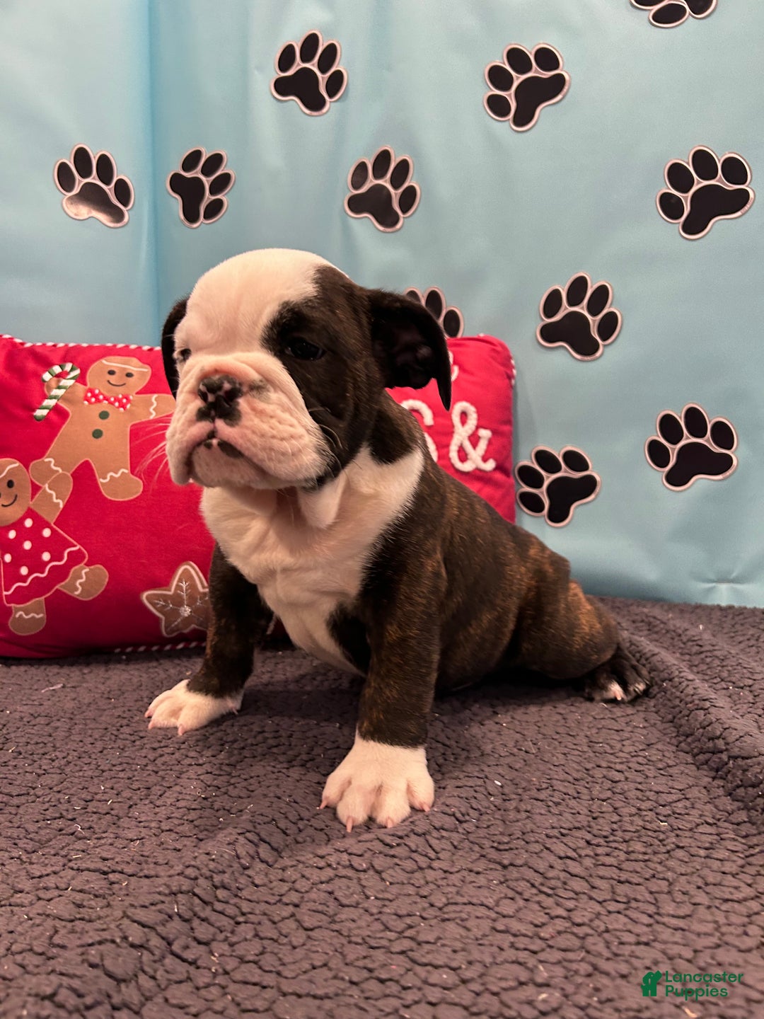 English Bulldog dogs for sale: SIMBO - Ad 7