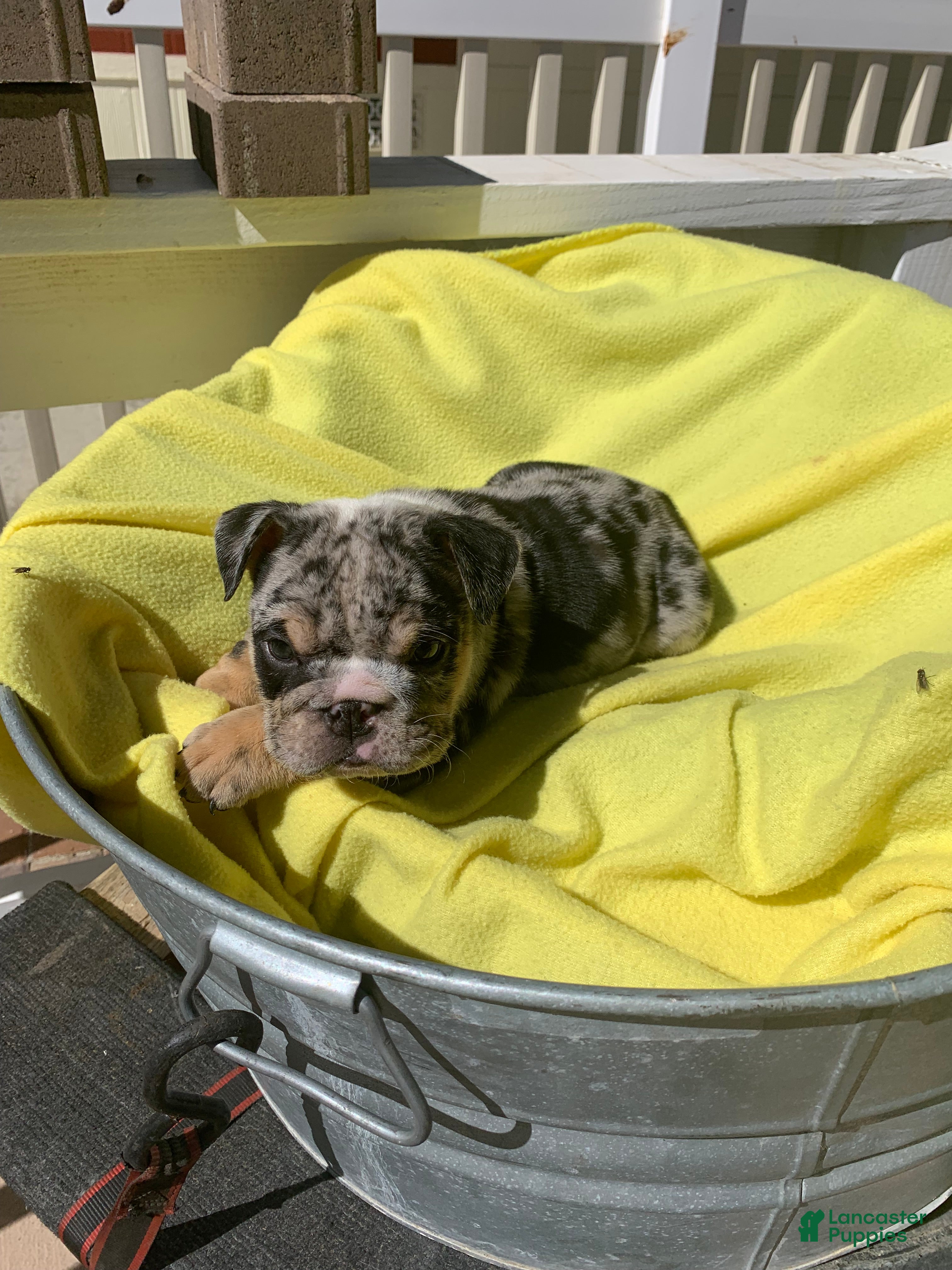 English Bulldog dogs Knox - Ad 6