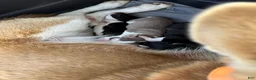 Siberian Husky dogs for sale: Pepper  - Ad 2