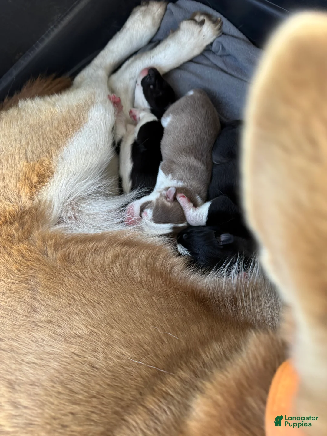 Siberian Husky dogs for sale: Pepper  - Ad 2