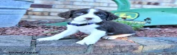 English Springer Spaniel dogs for sale: Ceasar - Ad 5