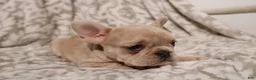 French Bulldog dogs for sale: Lacey - Ad 9