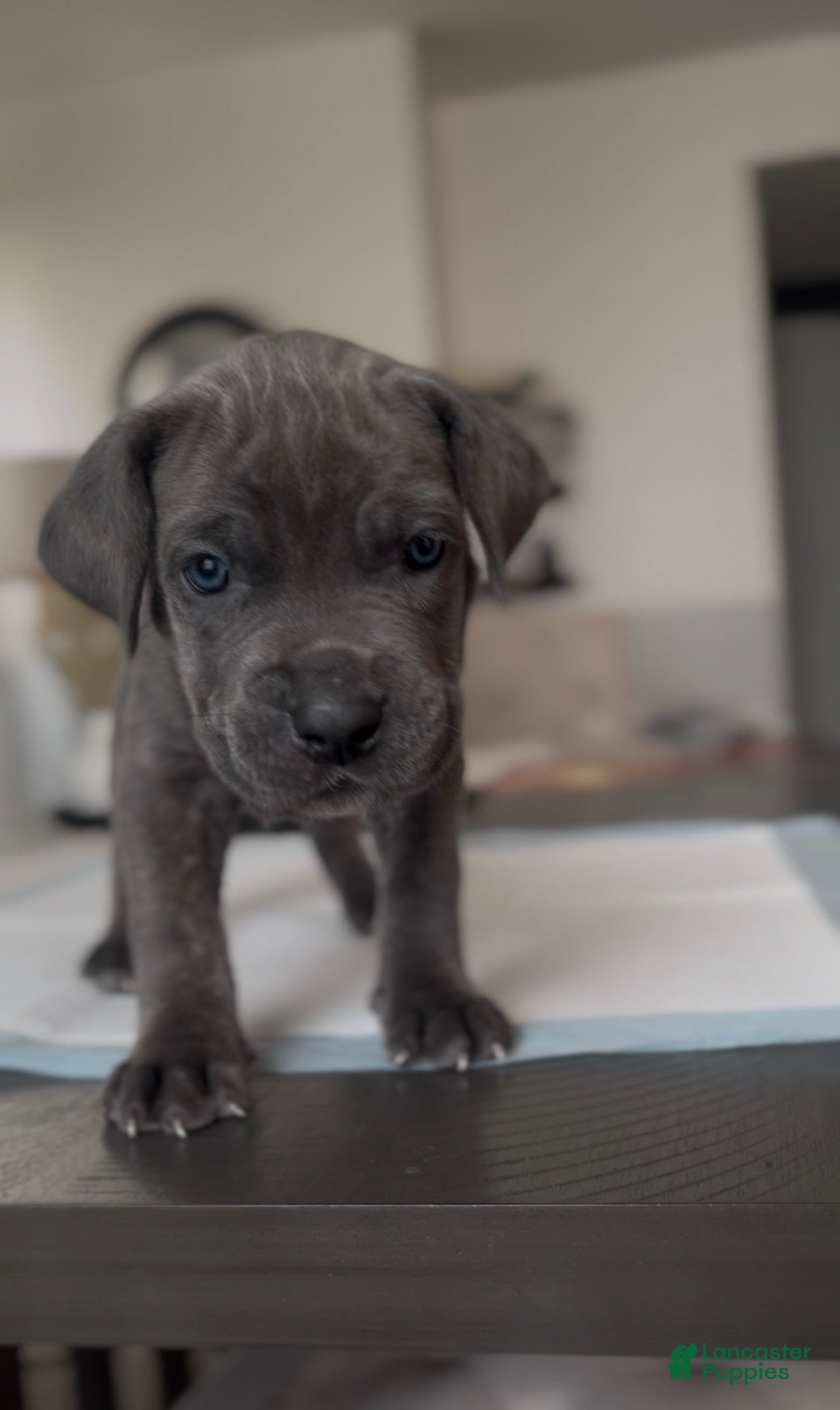 Cane Corso dogs Rebel - Ad 2