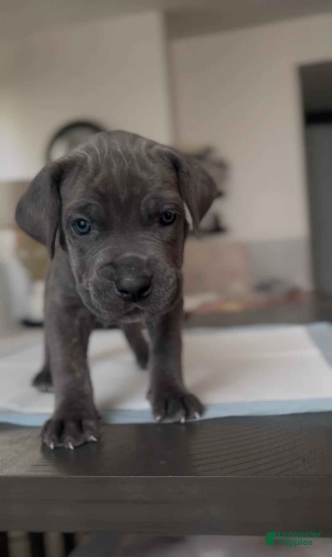 Cane Corso dogs for sale: Rebel - Ad 2