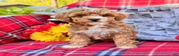 Miniature Poodle dogs for sale: Magic  - Ad 1