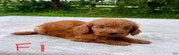 Goldendoodle dogs for sale: Hazel medium sized - Ad 2